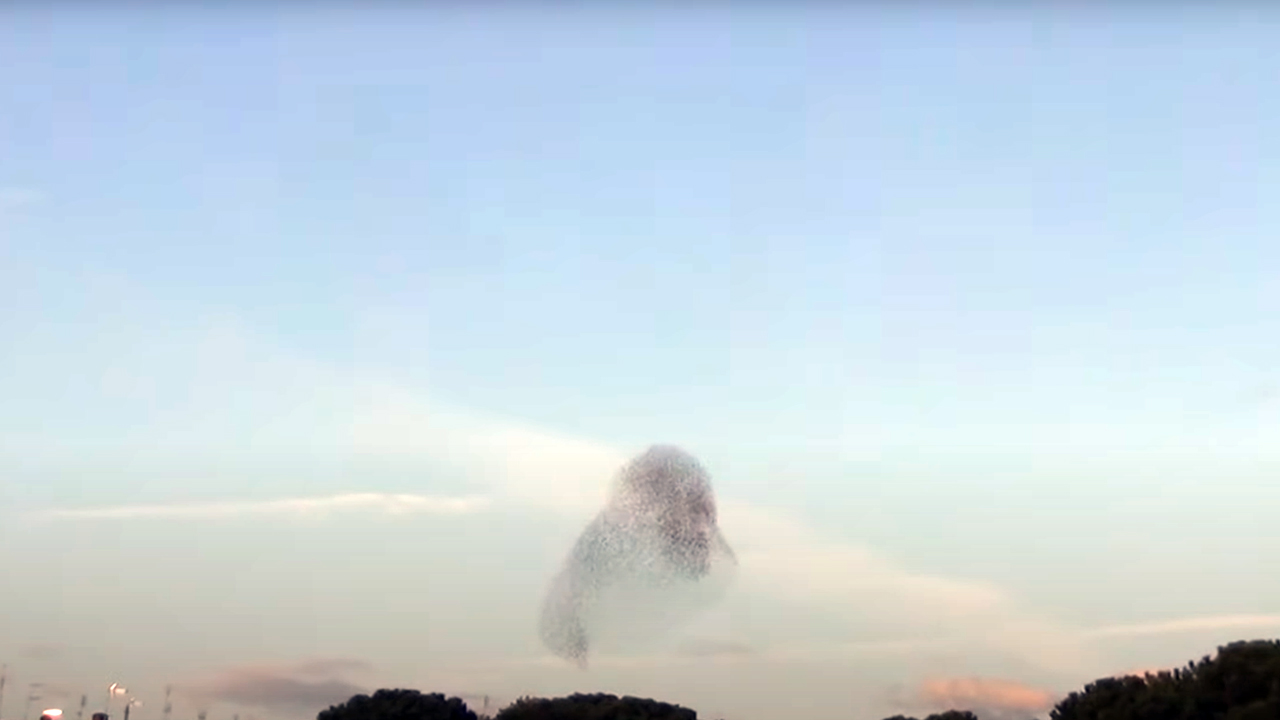 Storni a Roma, le evoluzioni spettacolari degli uccelli